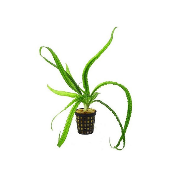 Aquaflora Crinum natans 1 Aquaflora Crinum natans