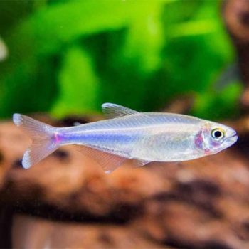 Boehlkea fredcochui -Cochu's Blue Tetra 2.3 cm