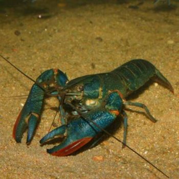 Cherax quadricarinatus-Blue Lobster 5cm