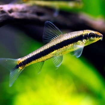 Crossocheilus siamensis - Siamese Algae Eater 4-5cm