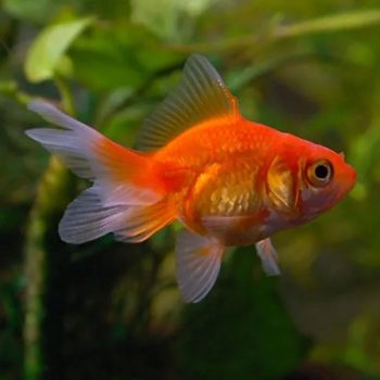 Carassius auratus M - Fantail Mix 3cm