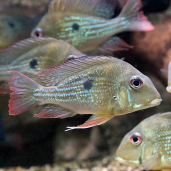 Geophagus surinamensis - Eartheater 10cm