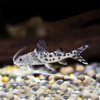 Pimelodus pictus - Pictus Catfish 5-6cm