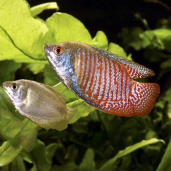 Colisa lalia- Neon Dwarf Gourami 4 cm