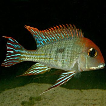 Geophagus Sp. Tapajos - Red Head Tapajos 8.5cm