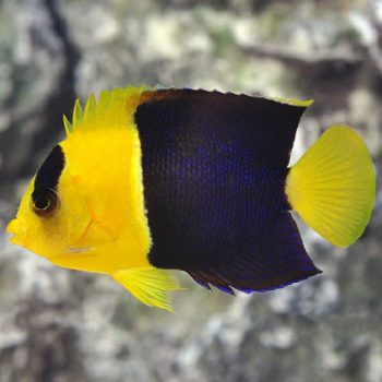 Centropyge bicolor -Bicolor angelfish M / L