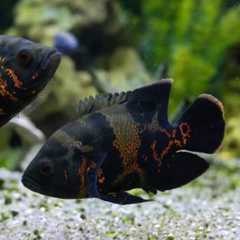 Astronotus ocellatus -Common Oscar 6-7cm
