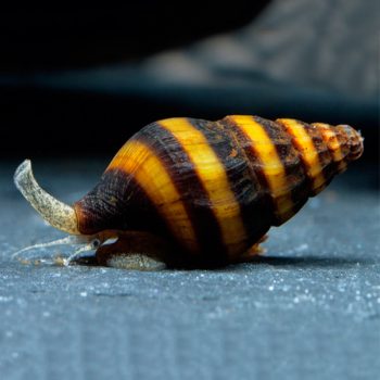 Clea helena -Assassin Snail 2 cm