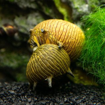 Clithon donovani - Sun Thorn Nerite Snail