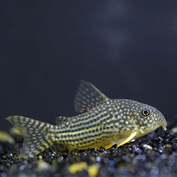 Corydoras sterbai-Corydoras sterbai 2.5-3cm