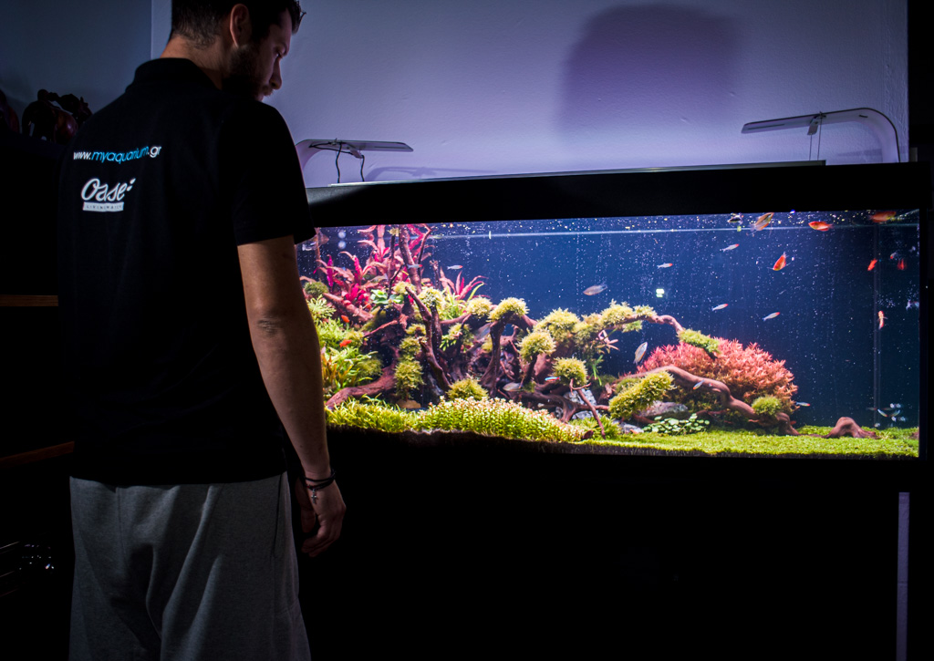 φυτεμένο ενυδρείο