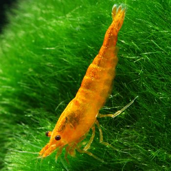 Neocaridina davidi - Orange Fire Shrimp