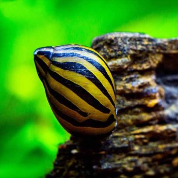 Neritina natalensis-Zebra Snail 2 cm