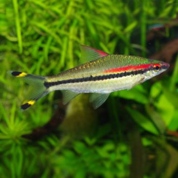 Puntius denisoni - Red Line Torpedo Barb 4.5-5 cm