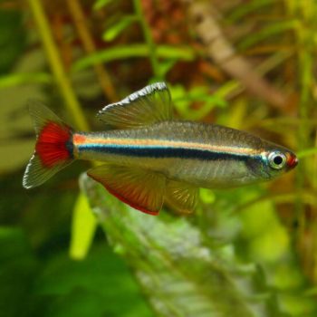 Tanichthys albonubes -White Cloud Mountain 2.5 cm