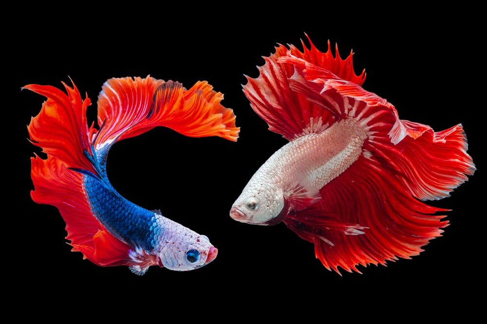 <strong>Οδηγός για το ψάρι «μονομάχος» Siamese fighting fish</strong> 2 <strong>Οδηγός για το ψάρι «μονομάχος» Siamese fighting fish</strong>