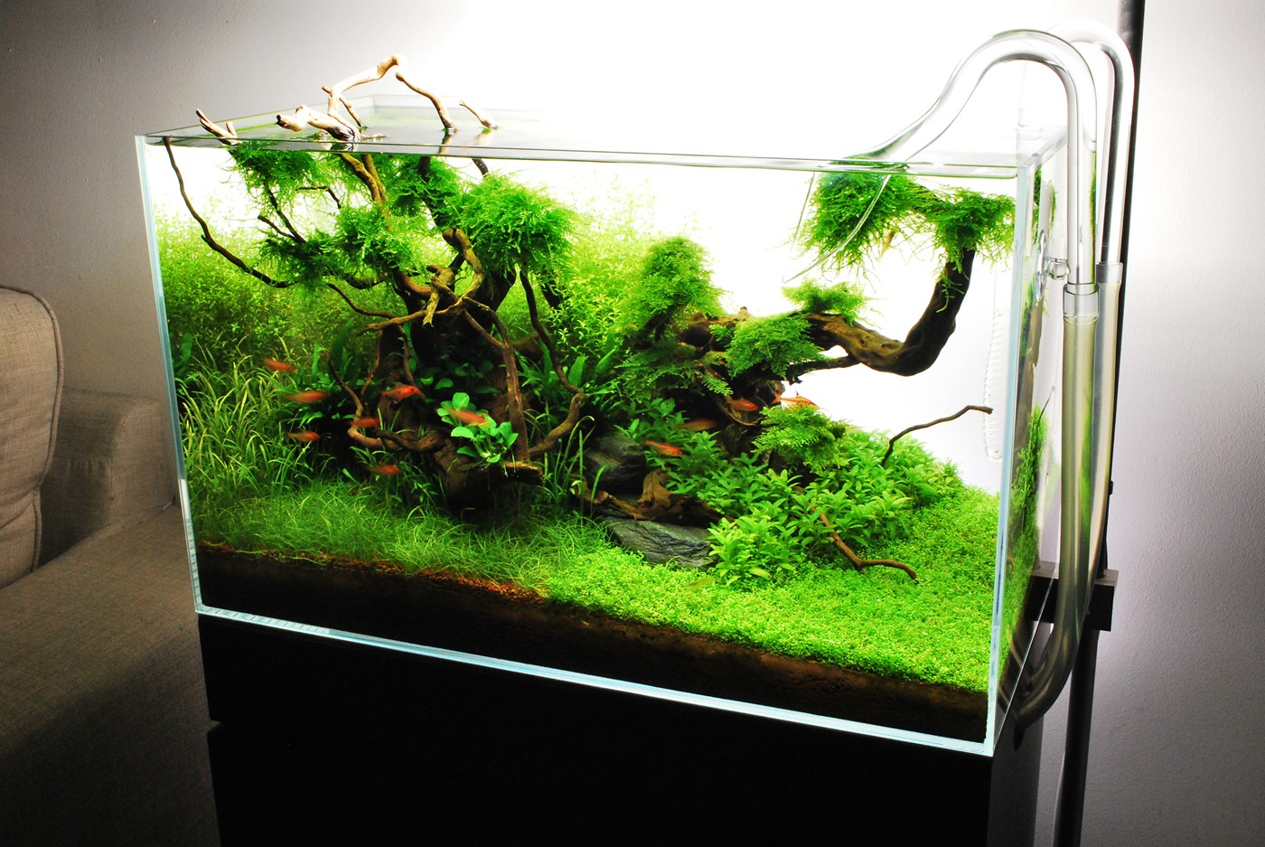 <strong>Πως να στήσετε ένα φυτεμένο ενυδρείο</strong>