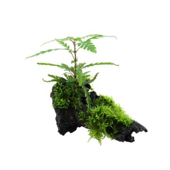 Tropica Hygrophila pinnatifida & moss on wood