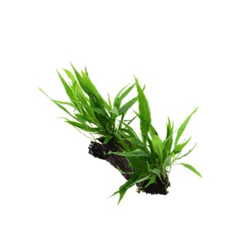 Tropica Microsorum Pteropus On Wood XL