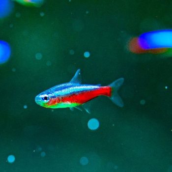 Paracheirodon axelrodi -Cardinal Tetra 3-3.5 cm