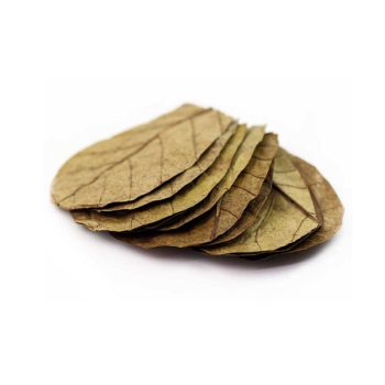 Terminalia catappa M 1 τμχ