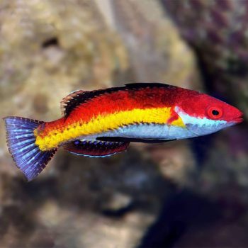 Cirrhilabrus naokoae - Naoko'S Fairy Wrasse (Male)
