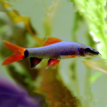 Epalzeorhynchus frenatus - Redfin Shark 5 cm