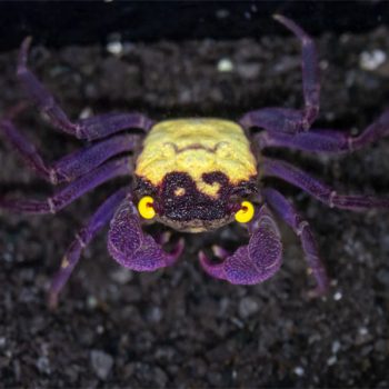 Geosesarma dennerle - Assorted Vampire Crab (5 Colors) 2 cm