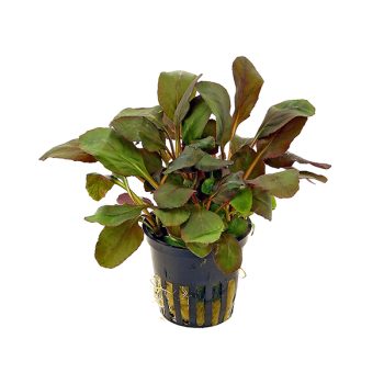 S.I Lobelia cardinalis (Topf)