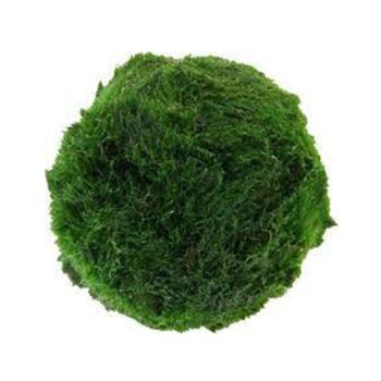 Stoffels Aegagrophila linnaei (Mossball)