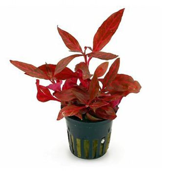 Stoffels  Alternanthera reineckii (Cardina)