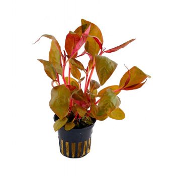 Stoffels  Alternanthera reineckii 'Lila'