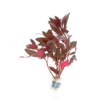 Stoffels Alternanthera reineckii 'Lila' (bunch)