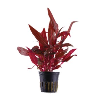 Stoffels  Alternanthera reineckii 'Red' (Sessilis)