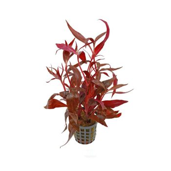 Stoffels Alternanthera reineckii 'Rosa' (bunch)