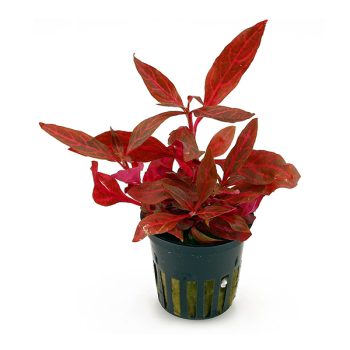 S.I Alternanth. reineckii 'Rosanervig'(Topf)