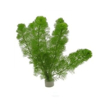 Stoffels Cabomba aquatica (bunch)