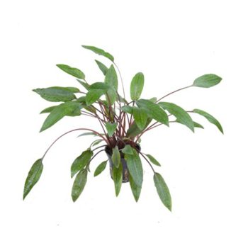 Stoffels  Cryptocoryne beckettii var. petchii