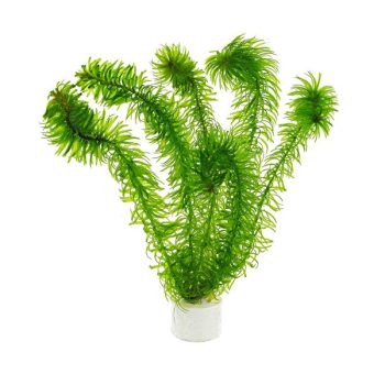 Stoffels Egeria najas (bunch)