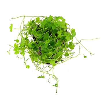 Stoffels  Hydrocotyle tripartita