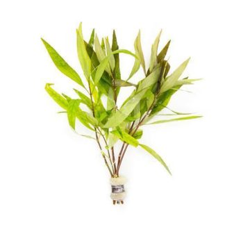 Stoffels Hygrophila corymbosa 'Siamensis' (bunch)