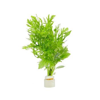 Stoffels Hygrophila difformis (bunch)