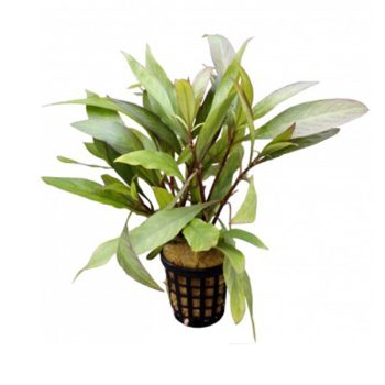 Stoffels Hygrophila ringens 'Angustifolia'