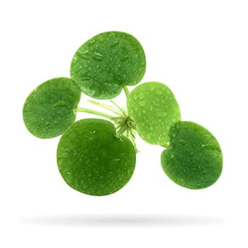 Stoffels Limnobium laevigatum 2τχμ