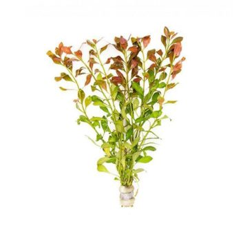 Stoffels Ludwigia repens (bunch)