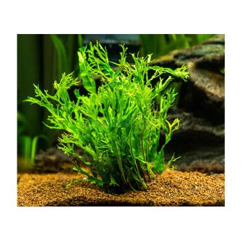 Stoffels Microsorum pteropus 'Windelov' Μotherplant XL