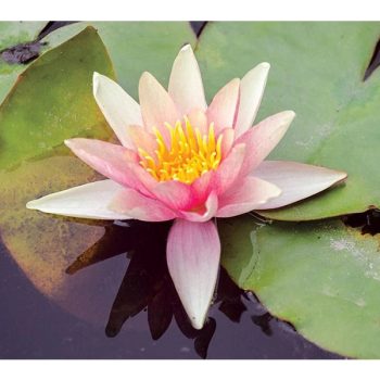 Stoffels Nymphaea Natura Coco "Sioux'