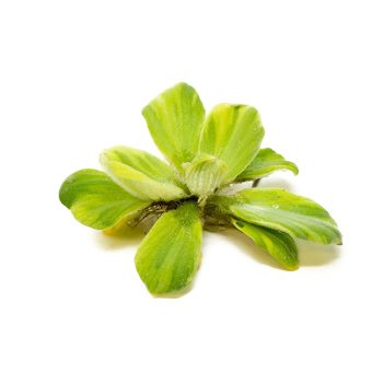 Stoffels Pistia stratiotes