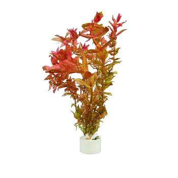 Stoffels Rotala macrandra (bunch)