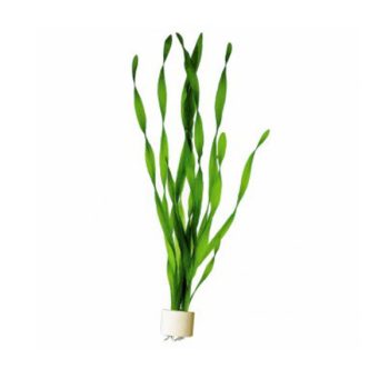 Stoffels  Vallisneria asiatica (bunch)